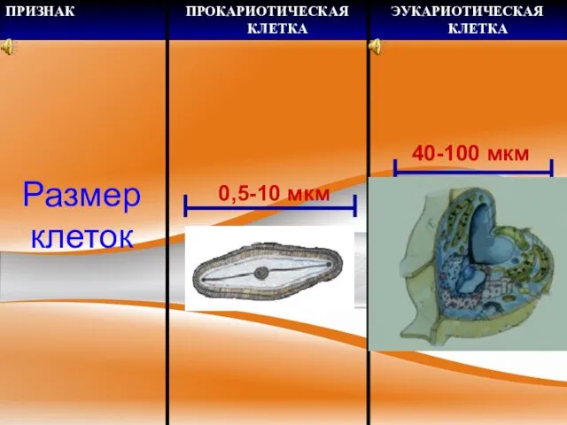 Размер клеток 0,5-10 мкм 40-100 мкм