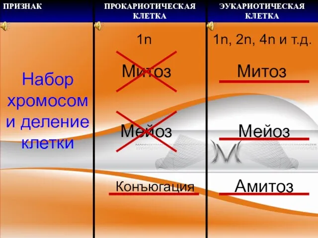 Набор хромосом и деление клетки 1n Митоз Мейоз Конъюгация 1n, 2n,