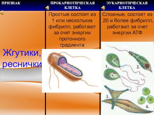 Жгутики, реснички Простые состоят из 1 или нескольких фибрилл, работают за