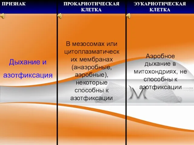 Дыхание и азотфиксация В мезосомах или цитоплазматических мембранах (анаэробные, аэробные), некоторые