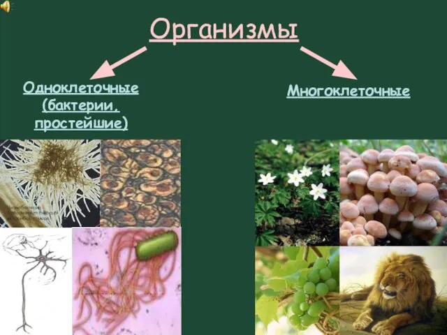 Организмы Одноклеточные (бактерии, простейшие) Многоклеточные