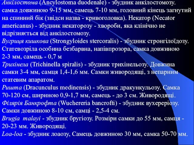 Анкілостома (Ancylostoma duodenale) - збудник анкілостомозу. самка довжиною 9-15 мм, самець