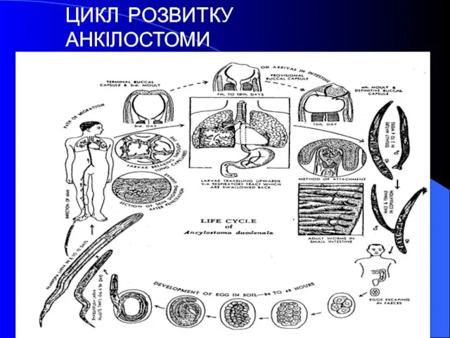 ЦИКЛ РОЗВИТКУ АНКІЛОСТОМИ