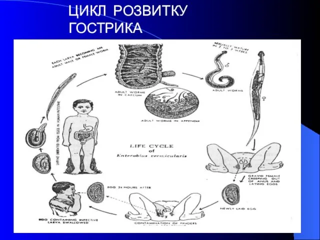 ЦИКЛ РОЗВИТКУ ГОСТРИКА