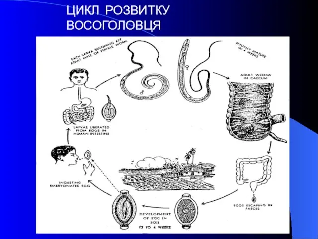 ЦИКЛ РОЗВИТКУ ВОСОГОЛОВЦЯ