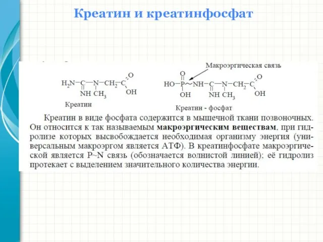 Креатин и креатинфосфат