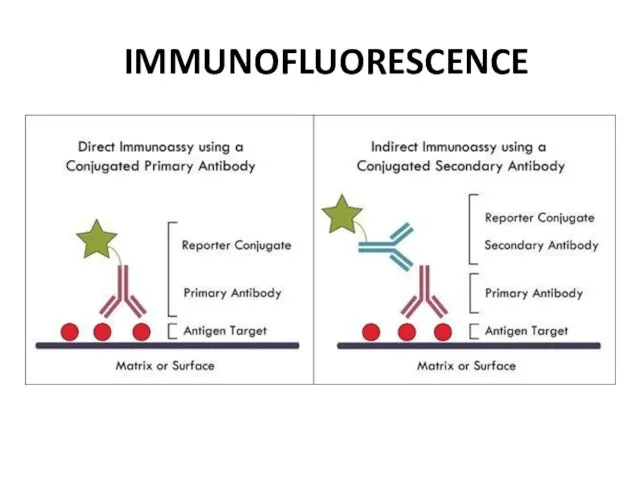 IMMUNOFLUORESCENCE