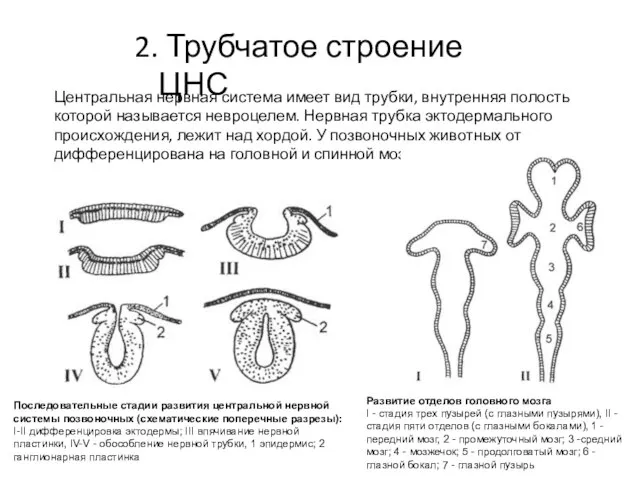 2. Трубчатое строение ЦНС Центральная нервная система имеет вид трубки, внутренняя