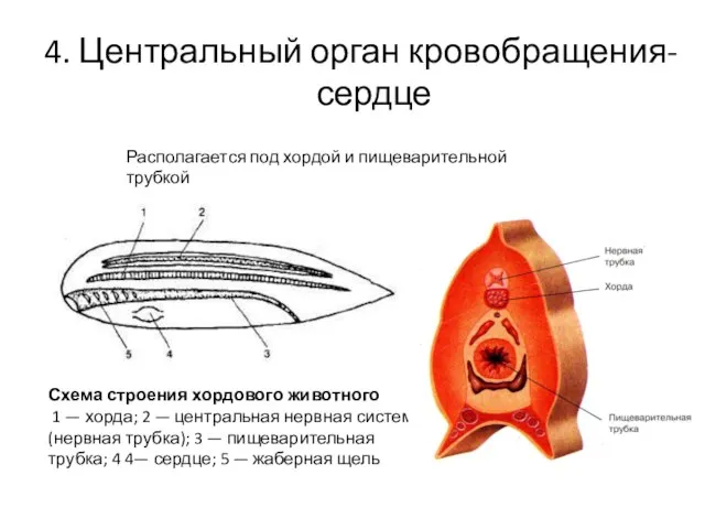 4. Центральный орган кровобращения-сердце Располагается под хордой и пищеварительной трубкой Схема