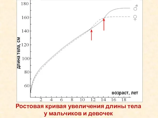Ростовая кривая увеличения длины тела у мальчиков и девочек длина тела, см возраст, лет ♂ ♀