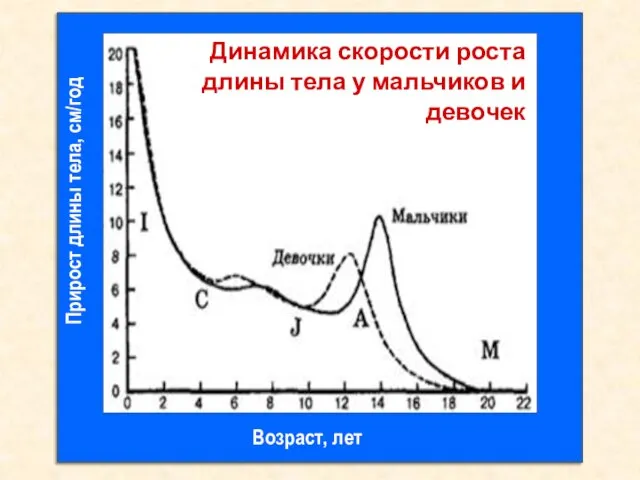 Динамика скорости роста длины тела у мальчиков и девочек Прирост длины тела, см/год Возраст, лет