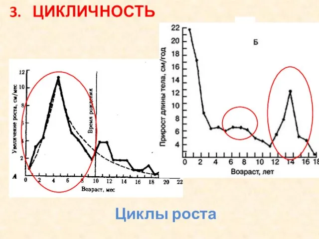 3. ЦИКЛИЧНОСТЬ Циклы роста