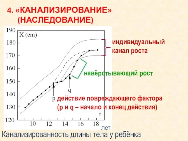 4. «КАНАЛИЗИРОВАНИЕ» (НАСЛЕДОВАНИЕ) лет Канализированность длины тела у ребёнка индивидуальный канал