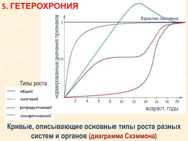 Кривые, описывающие основные типы роста разных систем и органов (диаграмма Скэммона)