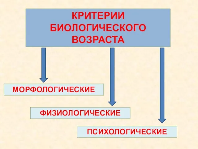 КРИТЕРИИ БИОЛОГИЧЕСКОГО ВОЗРАСТА МОРФОЛОГИЧЕСКИЕ ФИЗИОЛОГИЧЕСКИЕ ПСИХОЛОГИЧЕСКИЕ