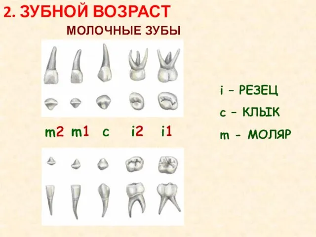 МОЛОЧНЫЕ ЗУБЫ i – РЕЗЕЦ c – КЛЫК m - МОЛЯР