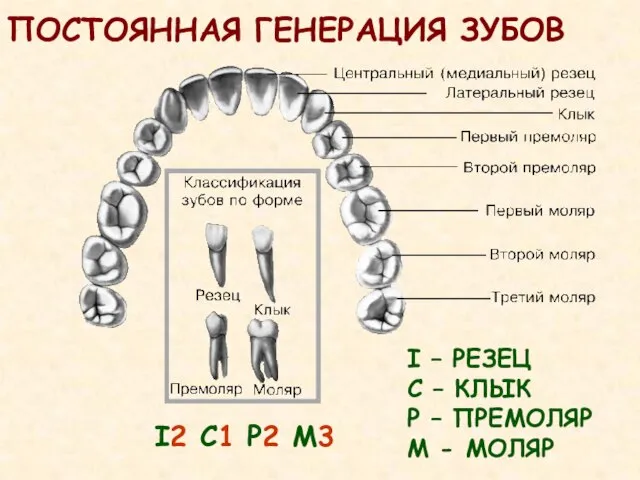 ПОСТОЯННАЯ ГЕНЕРАЦИЯ ЗУБОВ I2 C1 Р2 М3 I – РЕЗЕЦ С