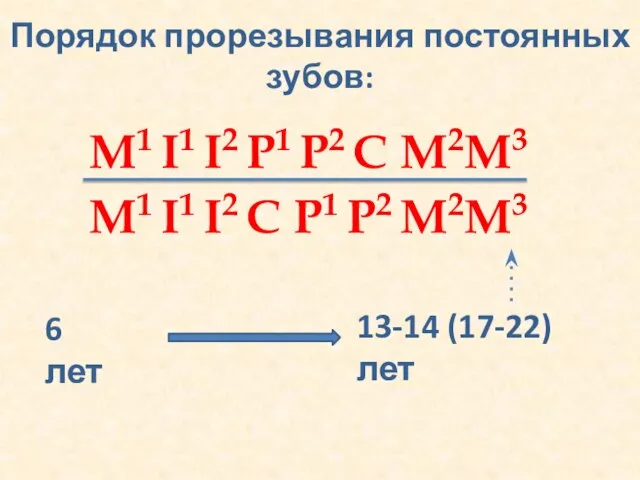 Порядок прорезывания постоянных зубов: M1 I1 I2 P1 P2 C M2M3