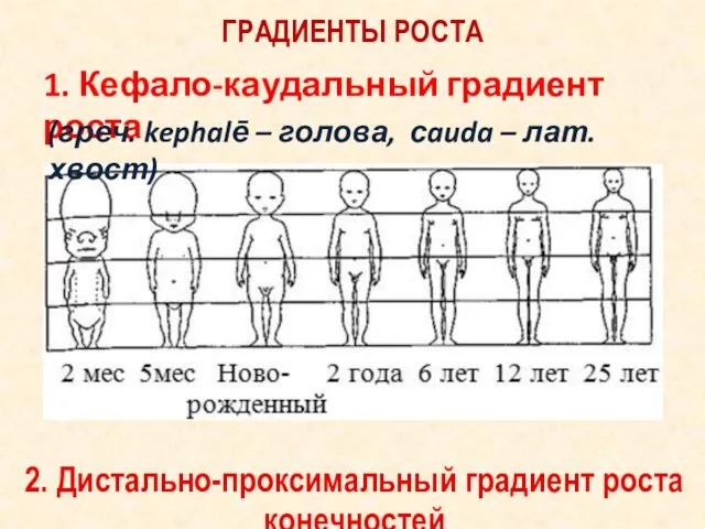 ГРАДИЕНТЫ РОСТА 1. Кефало-каудальный градиент роста (греч. kephalē – голова, сauda