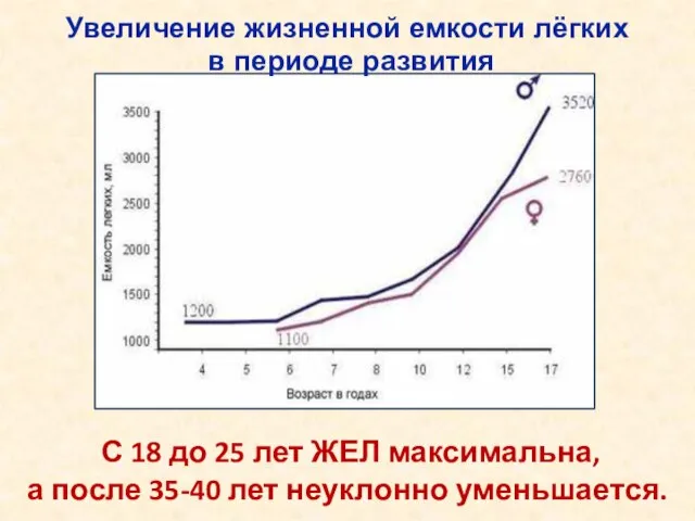 Увеличение жизненной емкости лёгких в периоде развития С 18 до 25