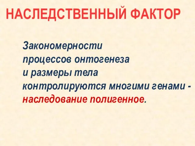 Закономерности процессов онтогенеза и размеры тела контролируются многими генами - наследование полигенное. НАСЛЕДСТВЕННЫЙ ФАКТОР