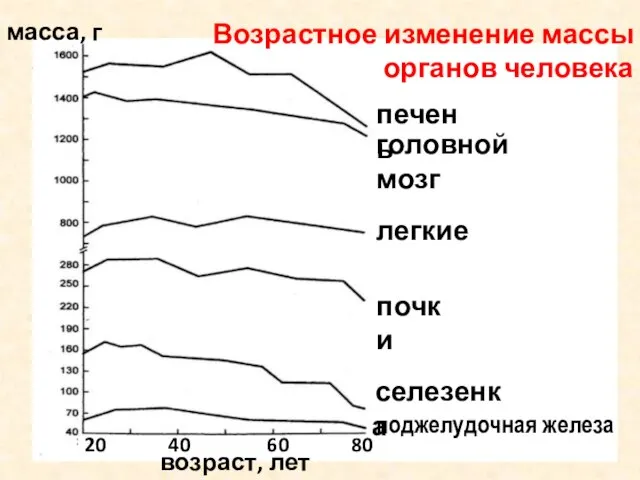 печень головной мозг легкие почки селезенка поджелудочная железа возраст, лет масса,