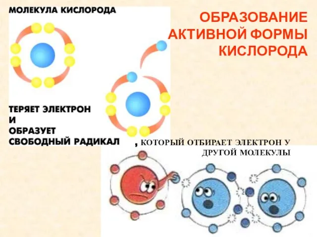 ОБРАЗОВАНИЕ АКТИВНОЙ ФОРМЫ КИСЛОРОДА , КОТОРЫЙ ОТБИРАЕТ ЭЛЕКТРОН У ДРУГОЙ МОЛЕКУЛЫ