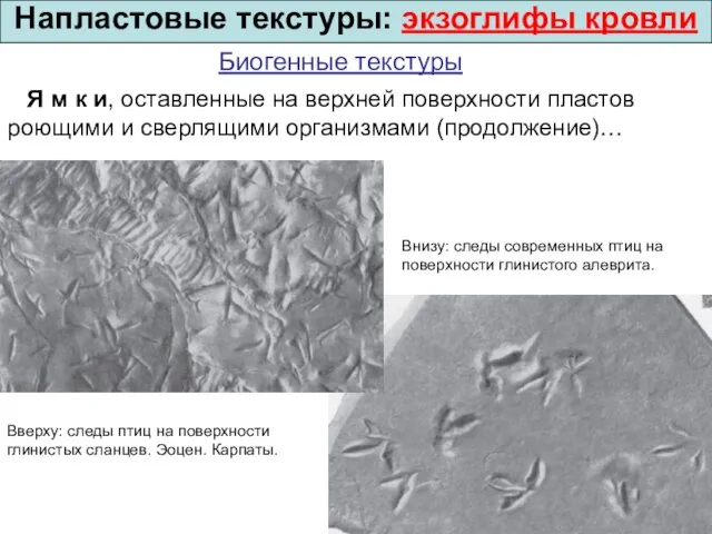 Я м к и, оставленные на верхней поверхности пластов роющими и