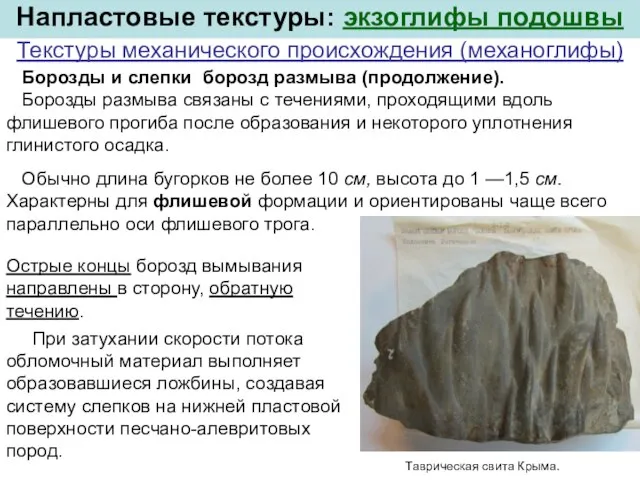 Таврическая свита Крыма. Обычно длина бугорков не более 10 см, высота