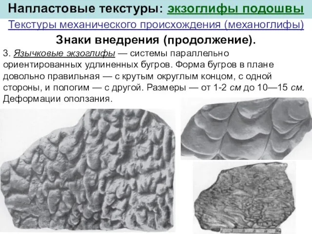 3. Язычковые экзоглифы — системы параллельно ориентированных удлиненных бугров. Форма бугров