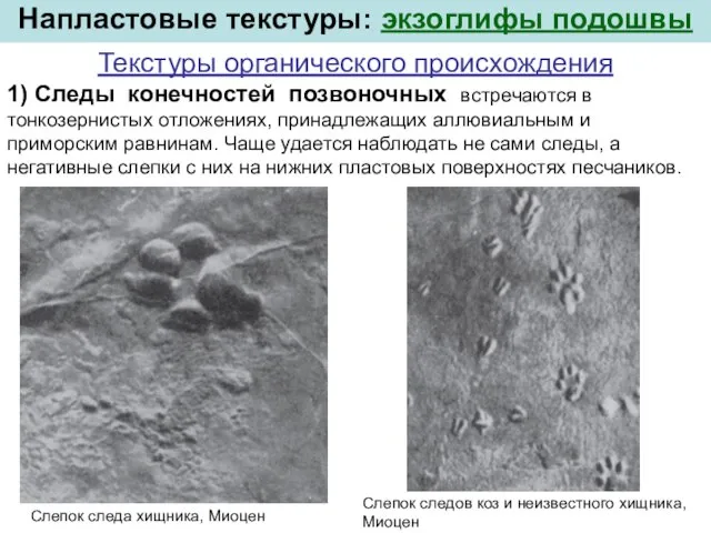 Текстуры органического происхождения 1) Следы конечностей позвоночных встречаются в тонкозернистых отложениях,