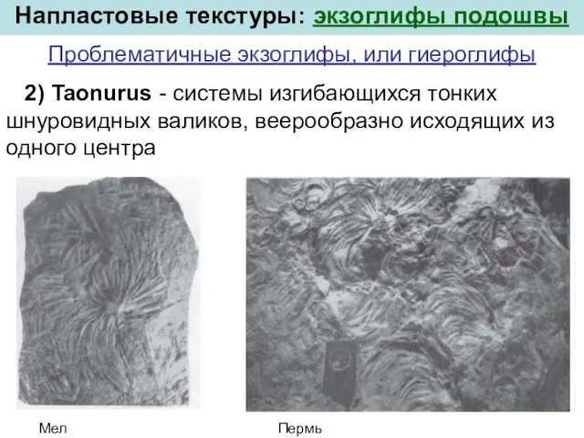 2) Taonurus - системы изгибающихся тонких шнуровидных валиков, веерообразно исходящих из