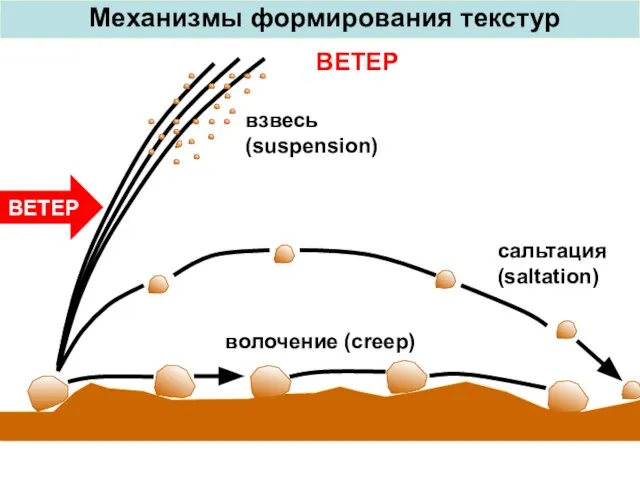 ВЕТЕР Механизмы формирования текстур волочение (creep) сальтация (saltation) взвесь (suspension) ВЕТЕР