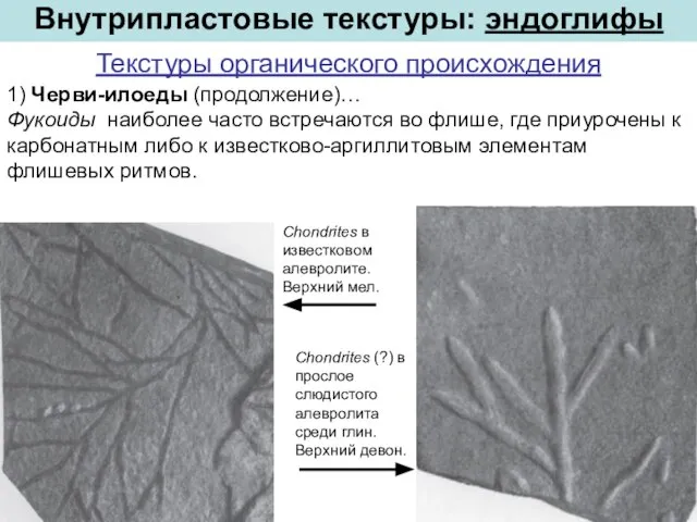 1) Черви-илоеды (продолжение)… Фукоиды наиболее часто встречаются во флише, где приурочены