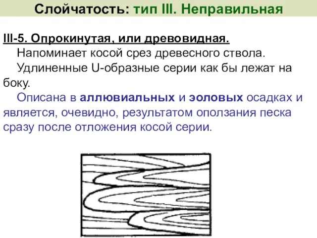 ΙΙΙ-5. Опрокинутая, или древовидная. Напоминает косой срез древесного ствола. Удлиненные U-образные