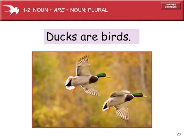 Ducks are birds. 1-2 NOUN + ARE + NOUN: PLURAL