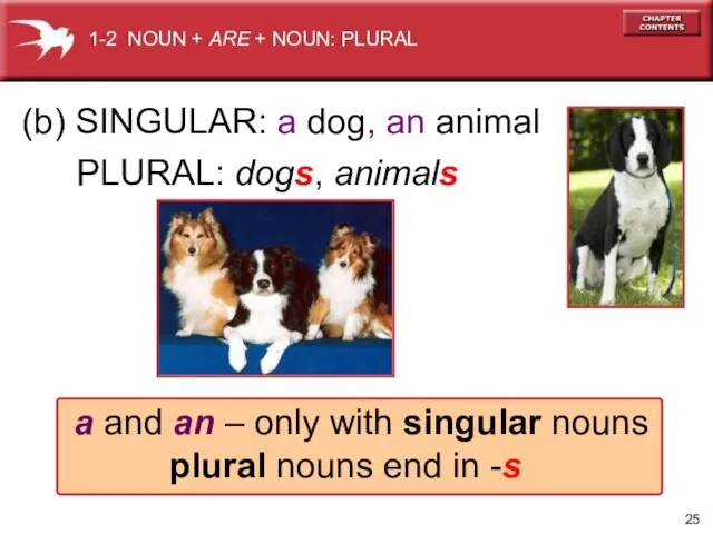 PLURAL: dogs, animals (b) SINGULAR: a dog, an animal a and