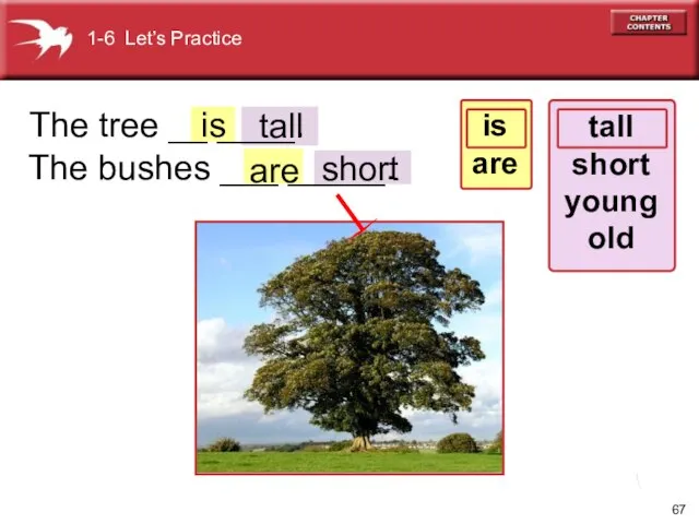 The tree __ ____. The bushes ___ _____. short are tall