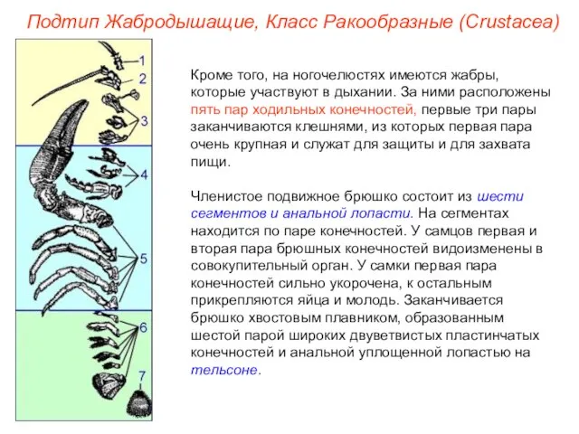 Кроме того, на ногочелюстях имеются жабры, которые участвуют в дыхании. За