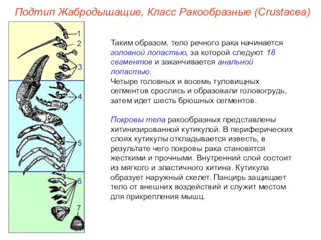 Таким образом, тело речного рака начинается головной лопастью, за которой следуют