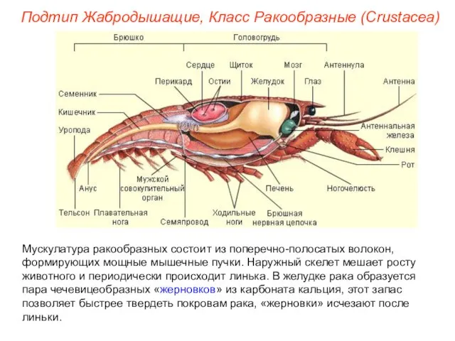 Мускулатура ракообразных состоит из поперечно-полосатых волокон, формирующих мощные мышечные пучки. Наружный