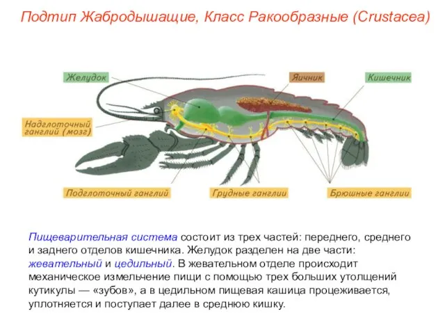 Пищеварительная система состоит из трех частей: переднего, среднего и заднего отделов