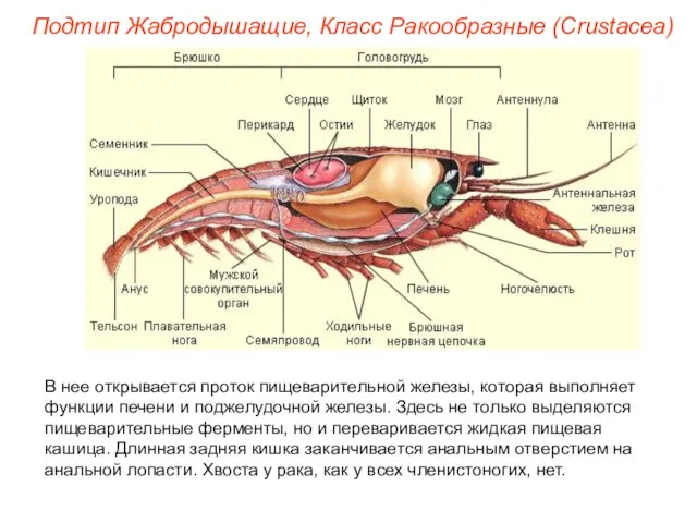 В нее открывается проток пищеварительной железы, которая выполняет функции печени и