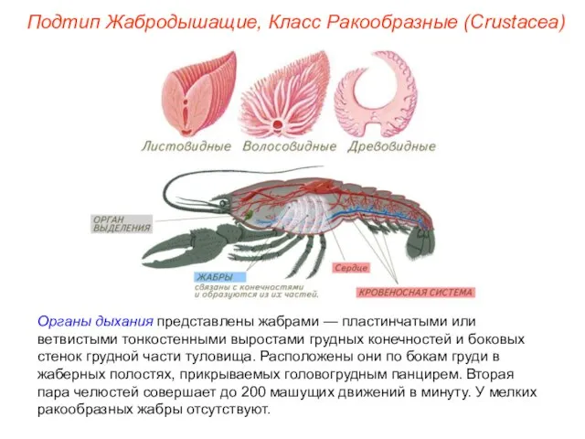 Органы дыхания представлены жабрами — пластинчатыми или ветвистыми тонкостенными выростами грудных