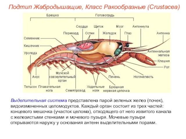 Выделительная система представлена парой зеленых желез (почек), видоизмененных целомодуктов. Каждый орган