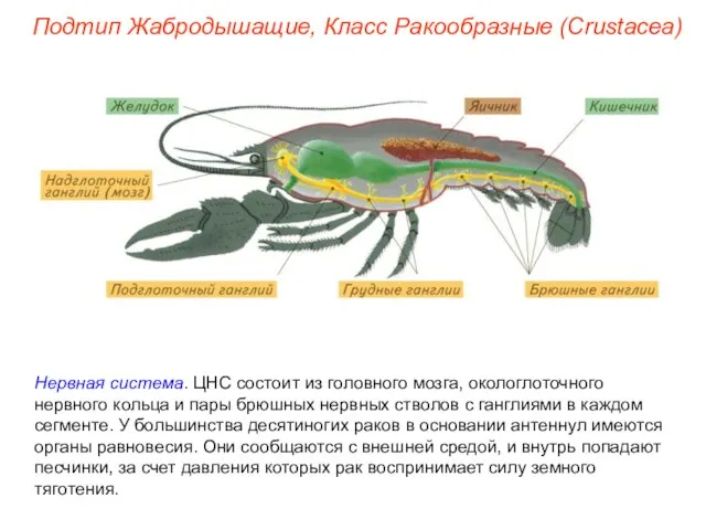 Нервная система. ЦНС состоит из головного мозга, окологлоточного нервного кольца и