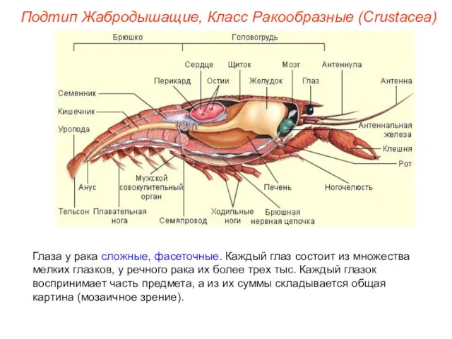 Глаза у рака сложные, фасеточные. Каждый глаз состоит из множества мелких