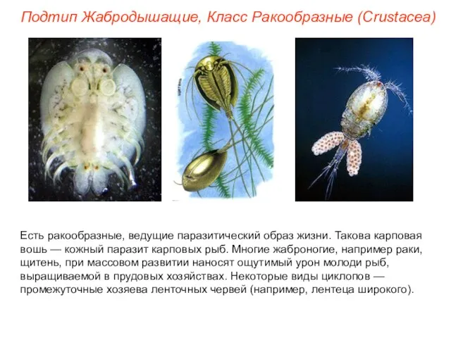 Подтип Жабродышащие, Класс Ракообразные (Crustacea) Есть ракообразные, ведущие паразитический образ жизни.