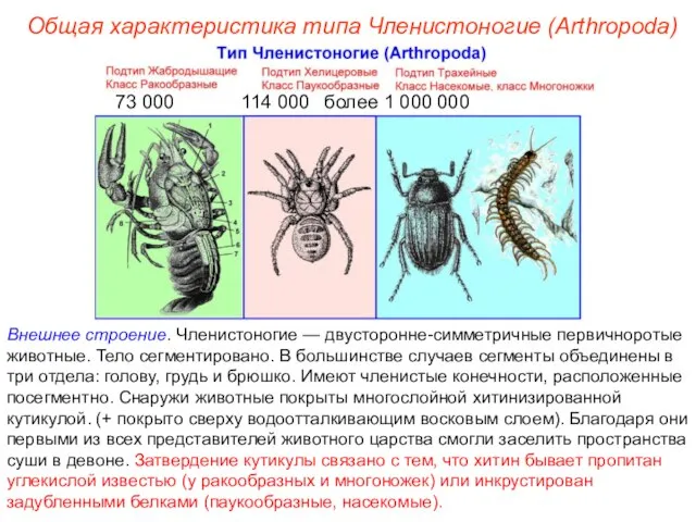 Внешнее строение. Членистоногие — двусторонне-симметричные первичноротые животные. Тело сегментировано. В большинстве