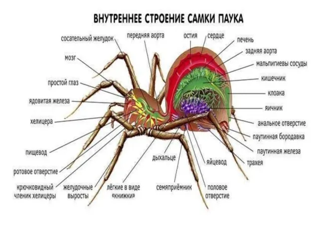 Внутренне строение